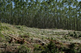 a forest filled with lots of cut down trees
